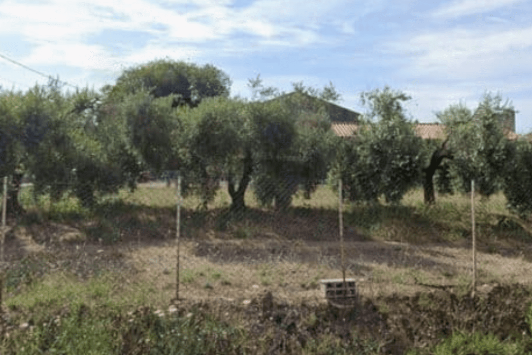 Terrain à bâtir à Pouzolles faisant l’objet d’une étude de sol G1 à Pouzolles, avec végétation existante et environnement bâti, en amont d’un projet de construction.